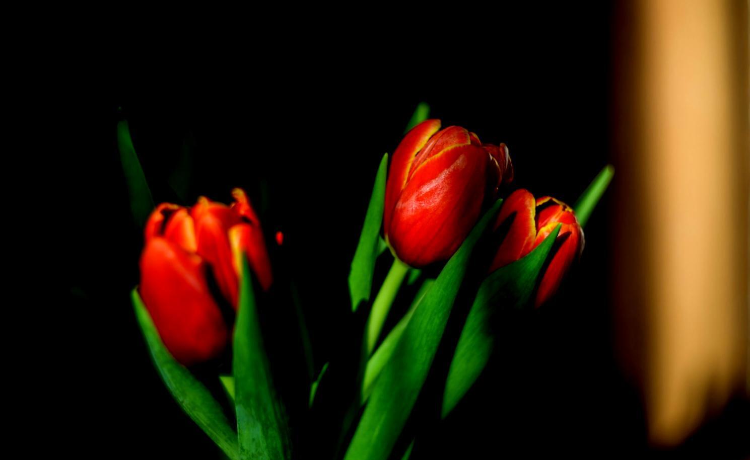 Diseño floral profesional en espacio de oficina moderno